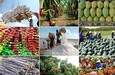 6 tháng đầu năm: Xuất khẩu nông nghiệp đạt 19,4 tỷ USD
