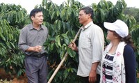 Tỷ phú cà phê trên cao nguyên Đắk Hà Tỷ phú cà phê trên cao nguyên Đắk Hà