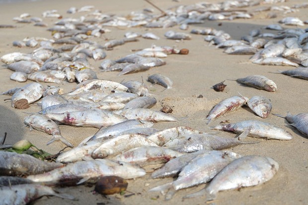 Cá chết dạt trắng cả bờ bãi biển Đà Nẵng