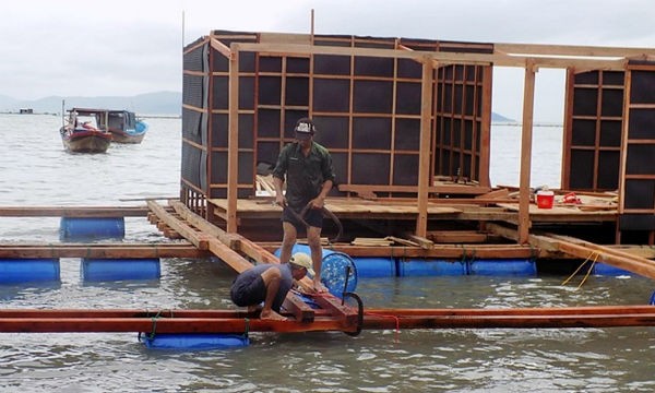 Khôi phục nghề nuôi tôm hùm trên biển Khánh Hòa