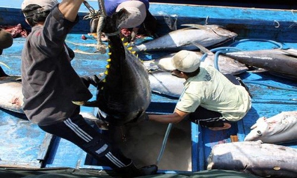 Cá ngừ xuất khẩu vẫn đạt doanh thu tốt