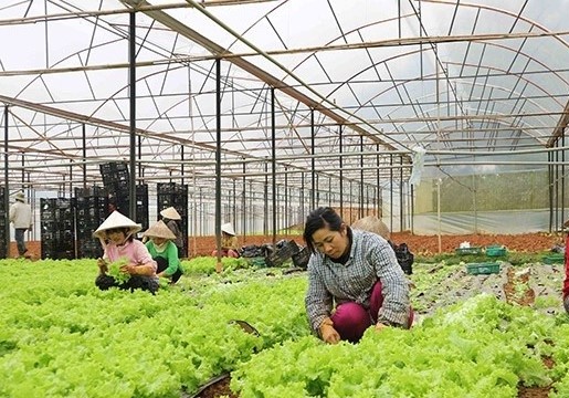 Hà Nội phát triển chuỗi giá trị nông sản: Cần đến vai trò của doanh nghiệp
