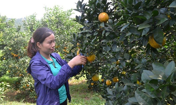 Người dân vùng thiên tai Cao Phong giàu lên nhờ cam