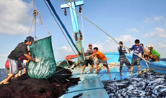Việt Nam tích cực khắc phục “thẻ vàng” của EC với khai thác thủy sản