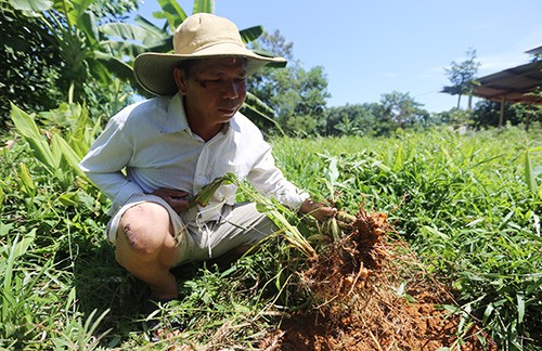 10 sào nghệ của ông Trương Văn Tâm không có người mua nằm trong đất nay lại tái sinh phát triển. Ảnh: Đắc Thành.