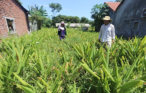 Những vườn nghệ của người dân xã Tam Lộc trồng đến kỳ thu hoạch chờ thương lái đến mua. Ảnh: Đắc Thành.
