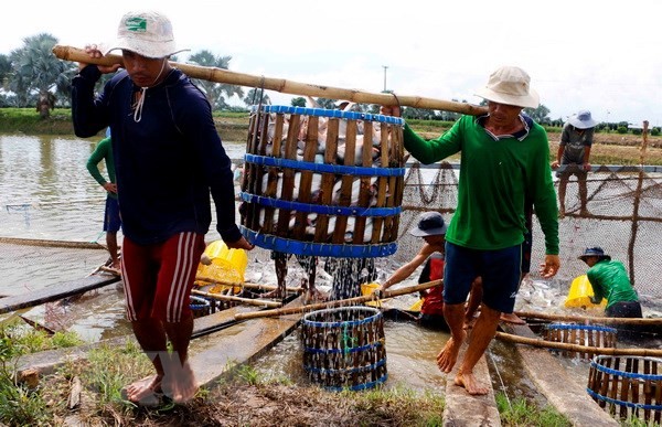 Vượt rào cản thương mại, cá tra Việt Nam vẫn 'bơi' ra thế giới