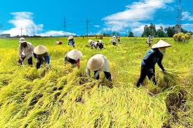 Xây dựng nông thôn mới, hứa hẹn những mùa vàng bội thu. Ảnh minh họa
