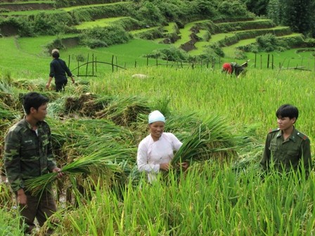 Bộ đội Biên phòng giúp dân thu hoạch lúa.