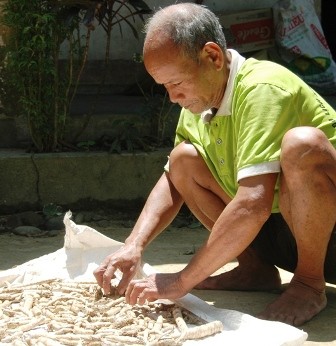 Ông Sự phơi thuốc giữa nắng trưa