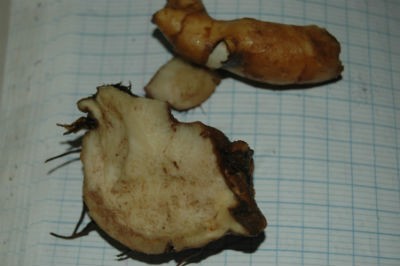 Củ nghệ trắng (củ Ta-ra-hau-hen theo tiếng Pa Cô)