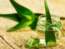 Kết quả hình ảnh cho Lô hội