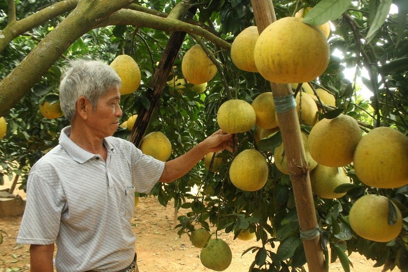 Cây ăn quả có múi Bước chuyển mình mạnh mẽ từ ứng dụng công nghệ cao