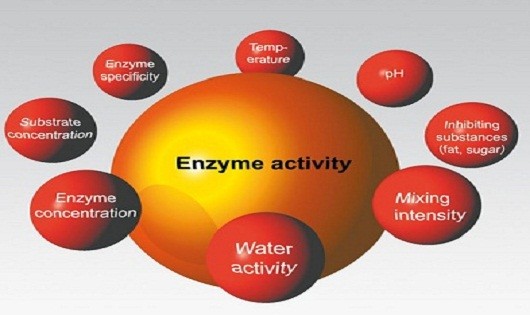 Các loại enzyme phổ biến trong ngành công nghiệp thực phẩm