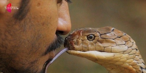 Người đàn ông liều mạng hôn rắn hổ mang chúa | Báo Pháp luật Việt Nam điện  tử