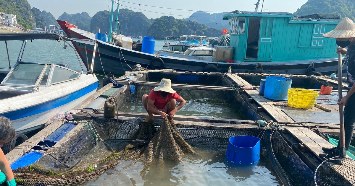 Hải Phòng hỗ trợ, di dời được 85% cơ sở nuôi trồng thủy sản trên các vịnh quần đảo Cát Bà | Báo Pháp luật Việt Nam điện tử