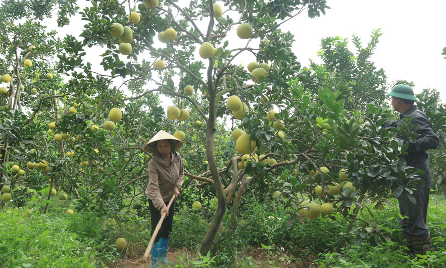 Bàn thêm về một số mô hình trang trại ở Việt Nam