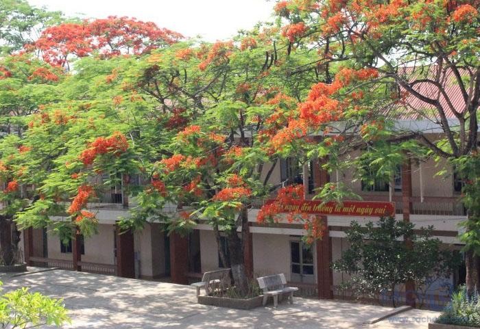 Hình ảnh đẹp về hoa phượng vĩ đỏ thắm sân trường  Duongtin24h
