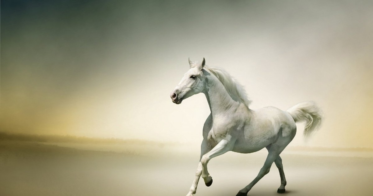 Ngựa Bạch Báo Oán” Và Chuyện Bi Thương Về Những Cái Chết Của Một Gia Đình 3  Đời Làm Nghề Đồ Tể | Báo Pháp Luật Việt Nam Điện Tử