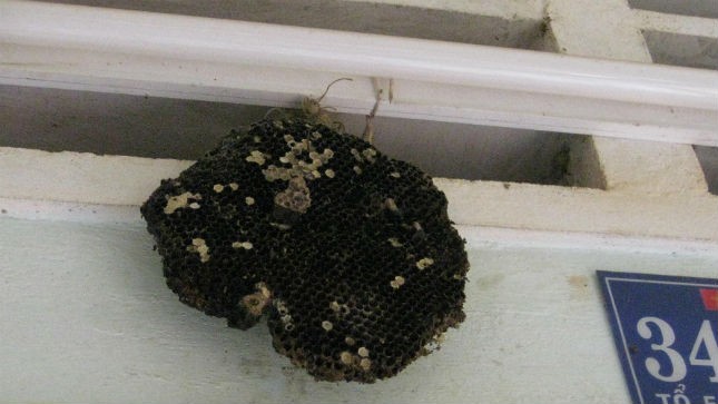 Hãy chiêm ngưỡng bức ảnh tổ ong trấn yểm đầy ấn tượng và tỉ mỉ. Tổ ong luôn là một trong những kỳ quan vô cùng lý thú của thế giới động vật. Để có thể chiêm ngưỡng được những hình ảnh độc đáo này, hãy nhanh chóng bấm vào hình và khám phá thêm nhé!