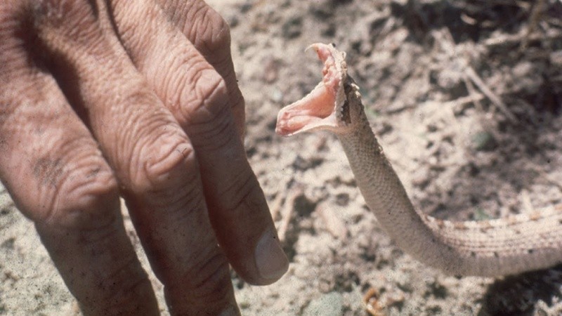 WHO đã cảnh báo về nguy cơ của rắn độc khi gây ra rất nhiều trường hợp tử vong hàng năm. Hãy tìm hiểu thêm về loài rắn độc và cách phòng tránh nguy cơ bằng cách xem hình ảnh liên quan.