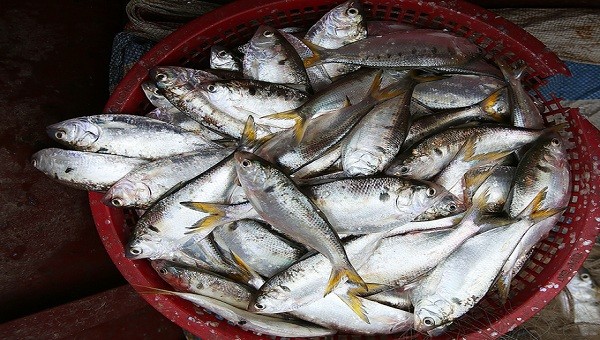 Dịch cá hữu cơ - Nguồn dinh dưỡng tự nhiên (Nguồn: Internet)