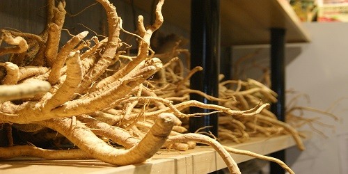 What does the forest Ginseng plant look like?