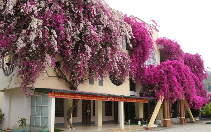 Mê mẩn ngắm giàn hoa giấy nở đẹp rực rỡ phủ quanh trường học | Báo Pháp  luật Việt Nam điện tử