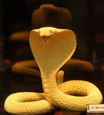 Quan niệm về rắn: Rắn - một trong những động vật bị đánh giá thấp nhất và thường bị coi là đáng sợ. Nhưng liệu quan điểm đó có đúng? Hãy xem hình ảnh của chúng tôi và cùng khám phá lại quan niệm của mình về loài rắn, chúng tôi tin rằng bạn sẽ có những suy nghĩ mới mẻ về chúng.