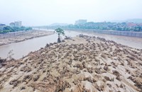 Sức sống diệu kỳ sau sơn bão số 3 - ảnh Nguyễn Hải