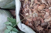 Một cây sâm Ngọc Linh bị kẻ trộm đánh rơi lại tại vườn sâm
