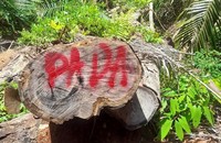 Khởi tố 2 đối tượng phá rừng phòng hộ tại Quảng Nam