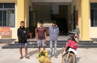 Giá tăng kỷ lục, Quảng Ngãi xuất hiện nhiều 'cau tặc'