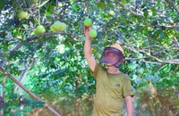 Quả thanh trà của vườn nhà ông Đặng Phúc bị còi cọc, hư hại giảm chất lượng so với năm ngoái.