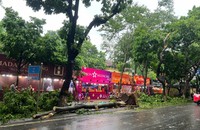 Cây xanh đổ ngổn ngang trước những gian hàng bán bánh Trung Thu trên phố Phan Đình Phùng.