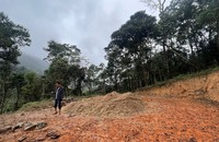 Khoảng rừng bị phá tại lô 10, khoảnh 9, tiểu khu 388, thôn Đắk Chờ, xã Đắk Ring. (Ảnh: Mai Minh