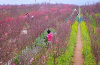 Hiện giờ cây đào đã trở thành một biểu tượng văn hóa của Hà Nội mỗi dịp Tết đến, xuân về. (Nguồn: Du lịch - Reatimes)