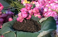 Sen Việt Nam nói chung và sen Bách Diệp ở Tây Hồ nói riêng đều có tiềm năng lan tỏa hương sắc, vươn tầm quốc tế.
