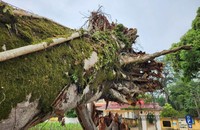Cây đa di sản trăm tuổi tại đền vua Lê bật gốc. (Ảnh: Tân Văn)