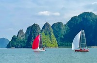Đoàn thuyền buồm diễu hành trên Vịnh Hạ Long. (Ảnh minh họa)