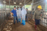 Thứ trưởng Bộ NN&PTNT kiểm tra khu vực bò sữa chết hàng loạt tại Lâm Đồng