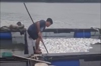 Người làng bè trên sông Thị Vải 'khóc' vì cá chết hàng loạt