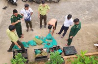 Bắt giữ đối tượng vận chuyển 17 cá thể khỉ quý hiếm tại Côn Đảo