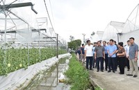 Phó Thủ tướng Lê Thành Long thị sát, thăm hỏi đời sống, tình hình sản xuất của các hộ dân trồng dưa nhà lưới, nhà kính tại xã Phạm Trấn - Ảnh: VGP/Đức Tuân