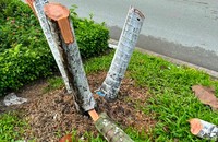 Hình ảnh các cây cau bị cắt. (Ảnh: Công an tỉnh Long An).