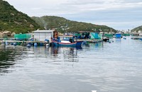 Hàng loạt hộ dân ở Khánh Hòa lao đao vì bị "cò tôm hùm" nợ hơn 43 tỷ đồng