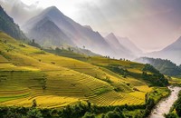 Mùa lúa vàng rực rỡ ở Nậm Cang - Sa Pa