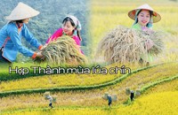 Hợp Thành mùa lúa chín