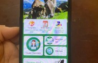 App "Nuôi bò" được các đối tượng lừa đảo lập ra để dẫn dụ chị T. Ảnh: CAHT