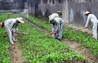 Không có nơi cư trú rõ ràng có được xem xét tha tù trước thời hạn có điều kiện?